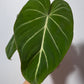 Philodendron Gloriosum