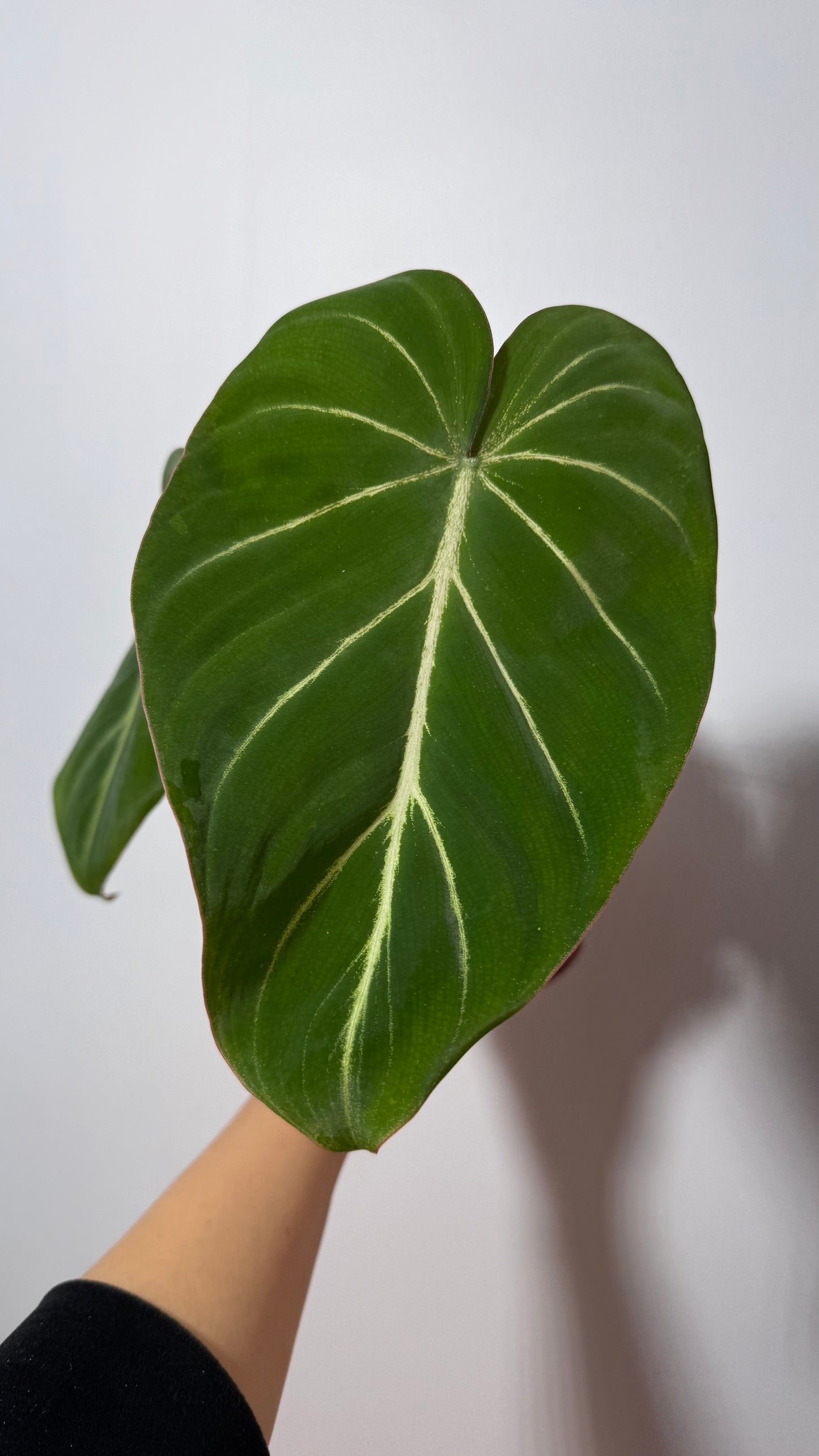 Philodendron Gloriosum