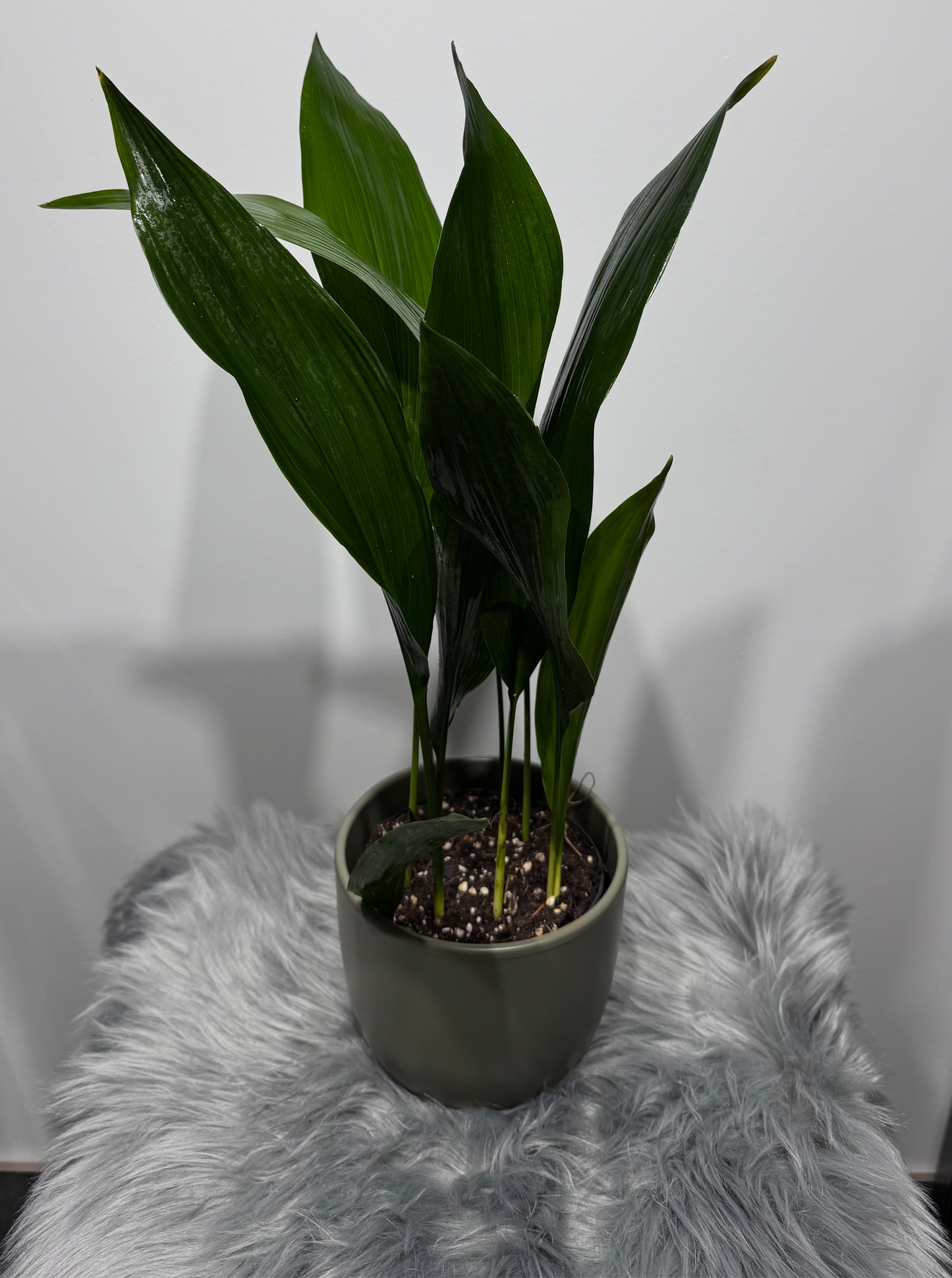 Aspidistra elatior Home Blessing