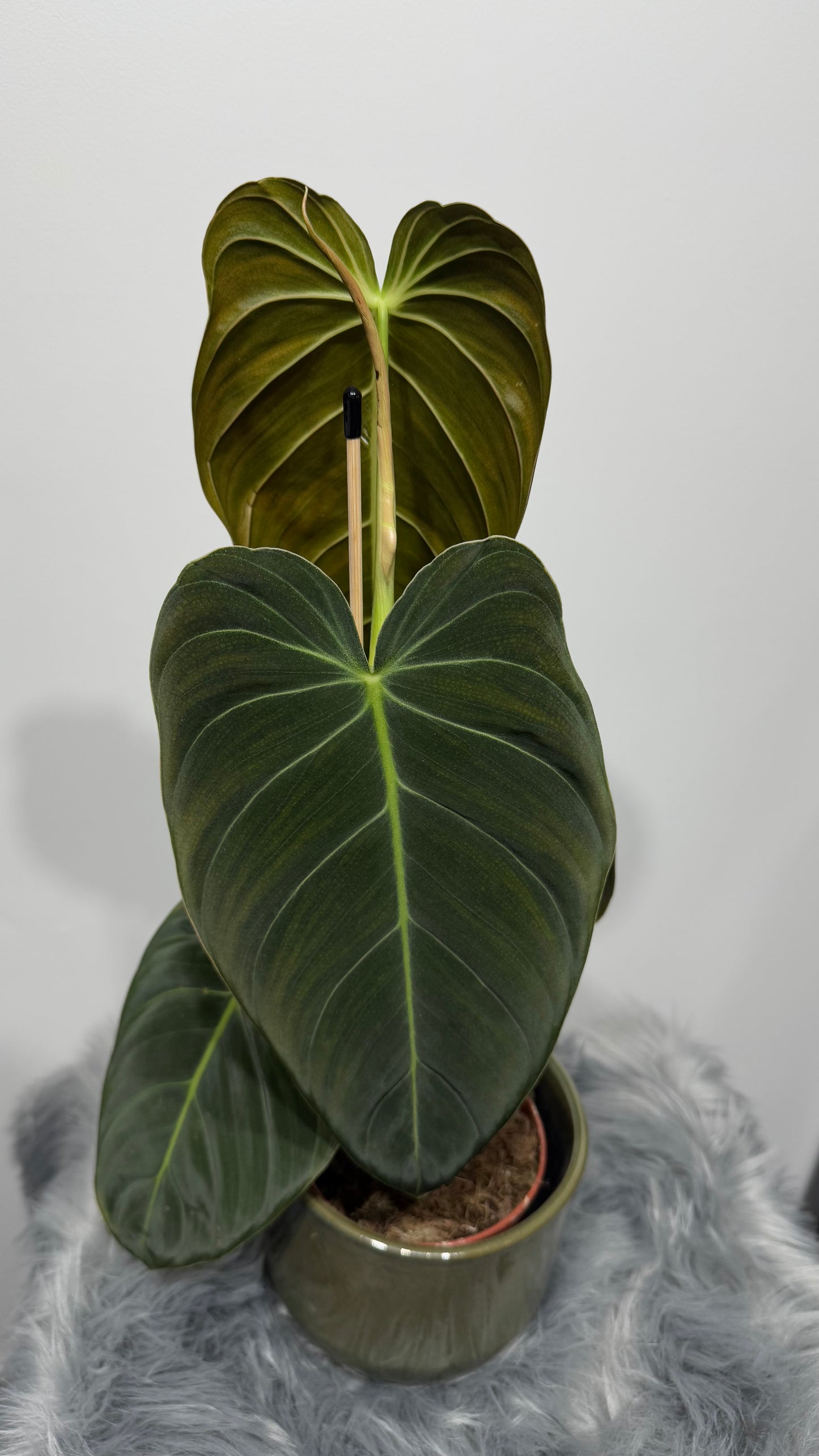 Philodendron melanochrysum