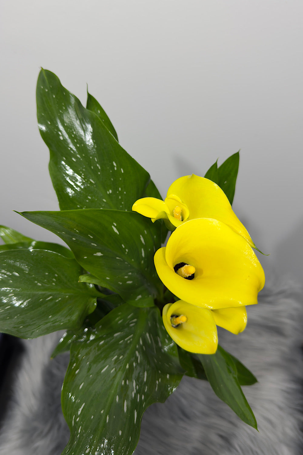 Zantedeschia 1