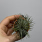 Air plant Tillandsia Air plant 2