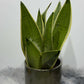 Sansevieria Snow White