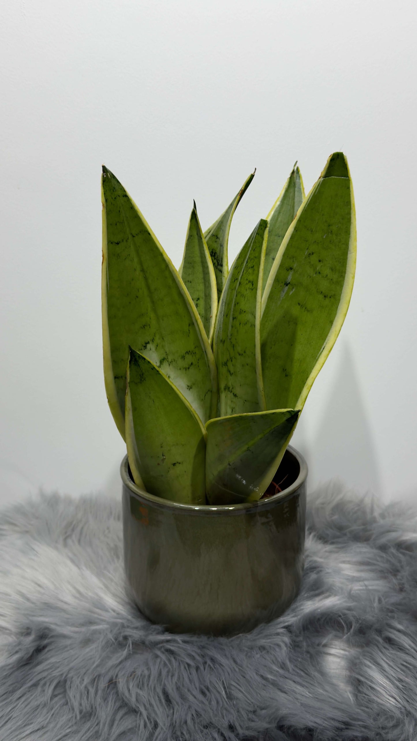 Sansevieria Snow White