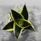 Sansevieria Black Star