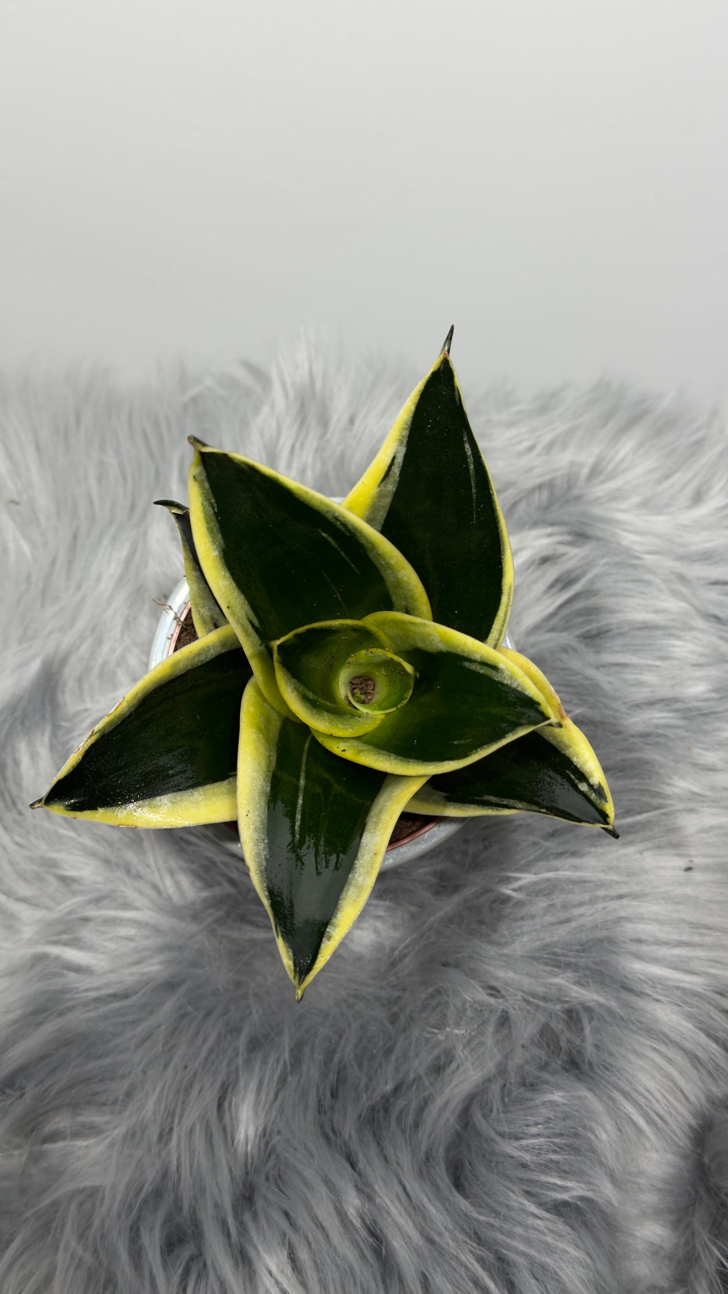 Sansevieria Black Star