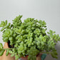 Sedum burrito