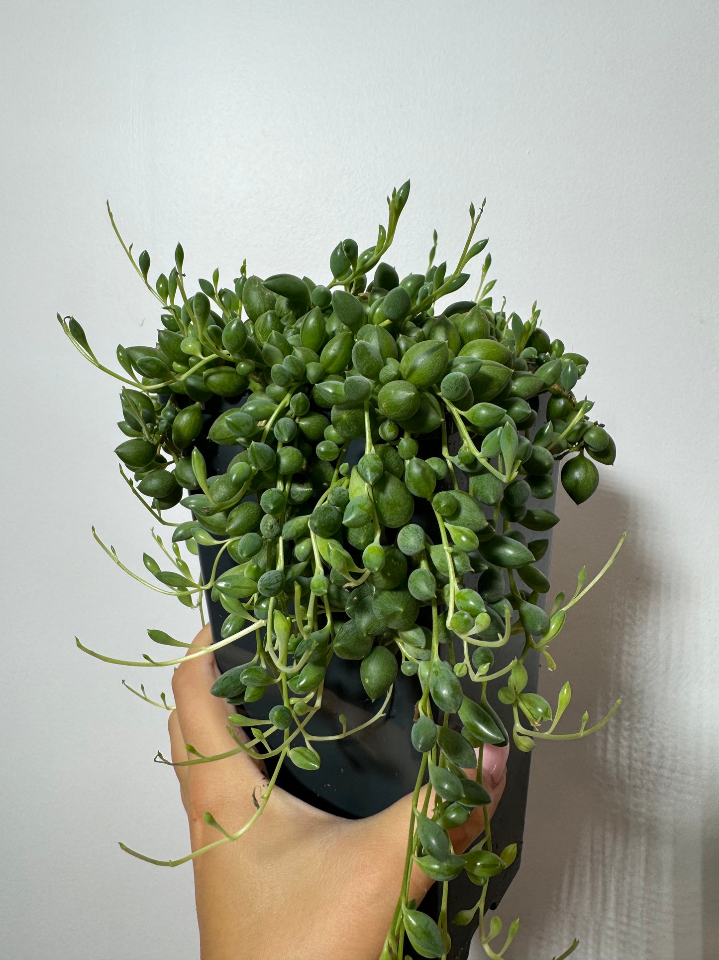 Senecio Herreianus