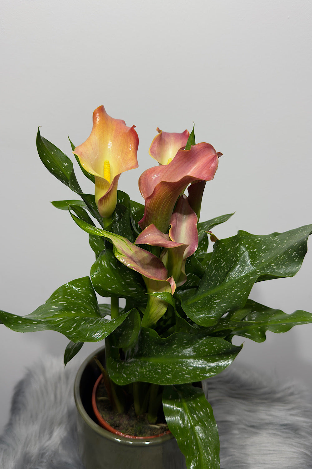 Zantedeschia 5