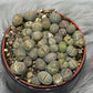 Lithops 2