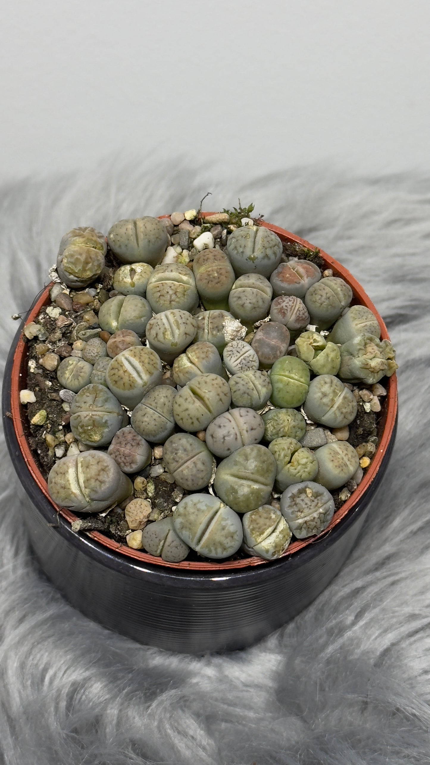 Lithops 2