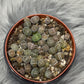 Lithops 4