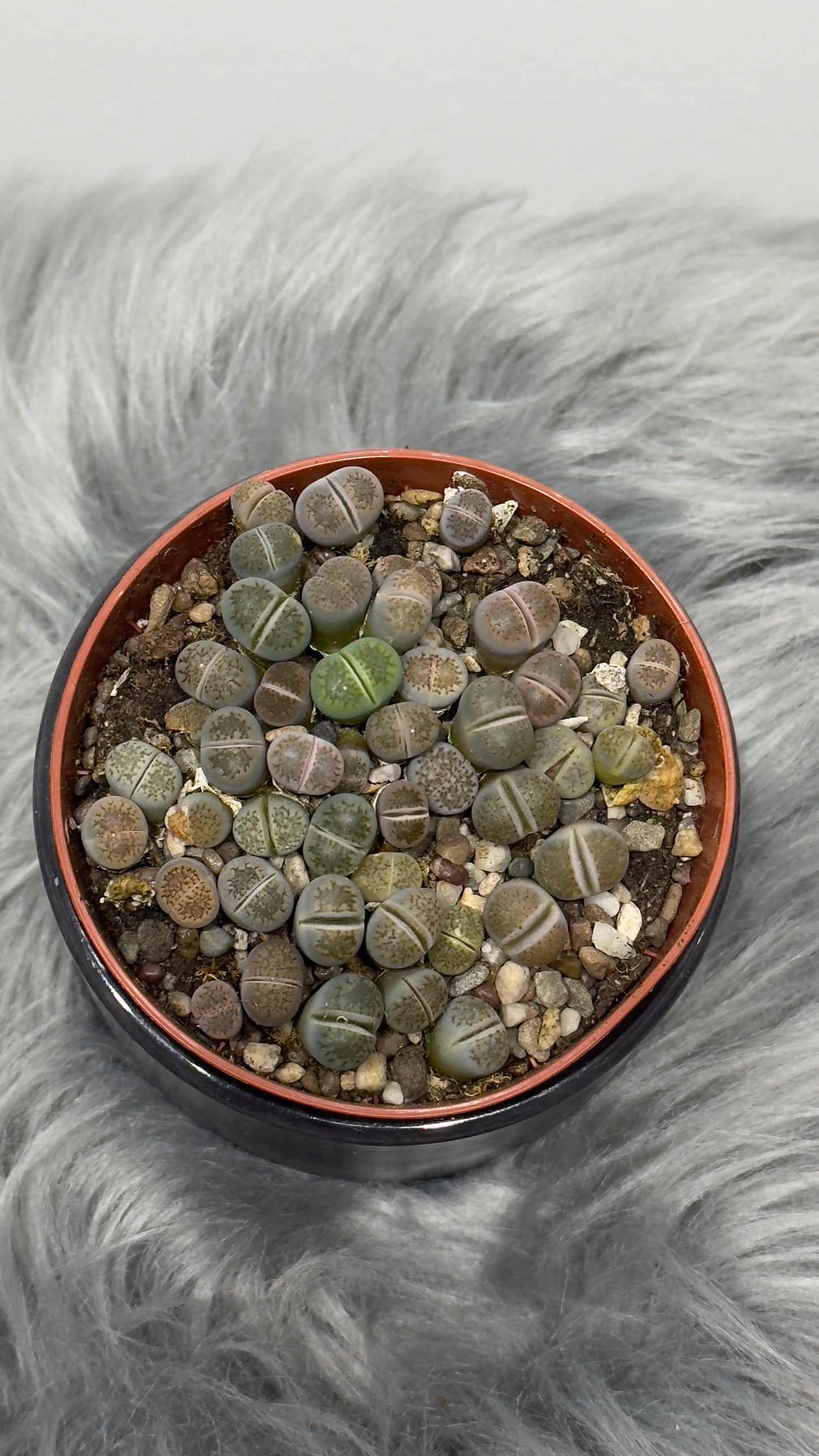 Lithops 4