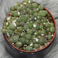 Lithops 3