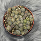 Lithops 2