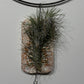 Gaisa augs Tillandsia Air plant 11