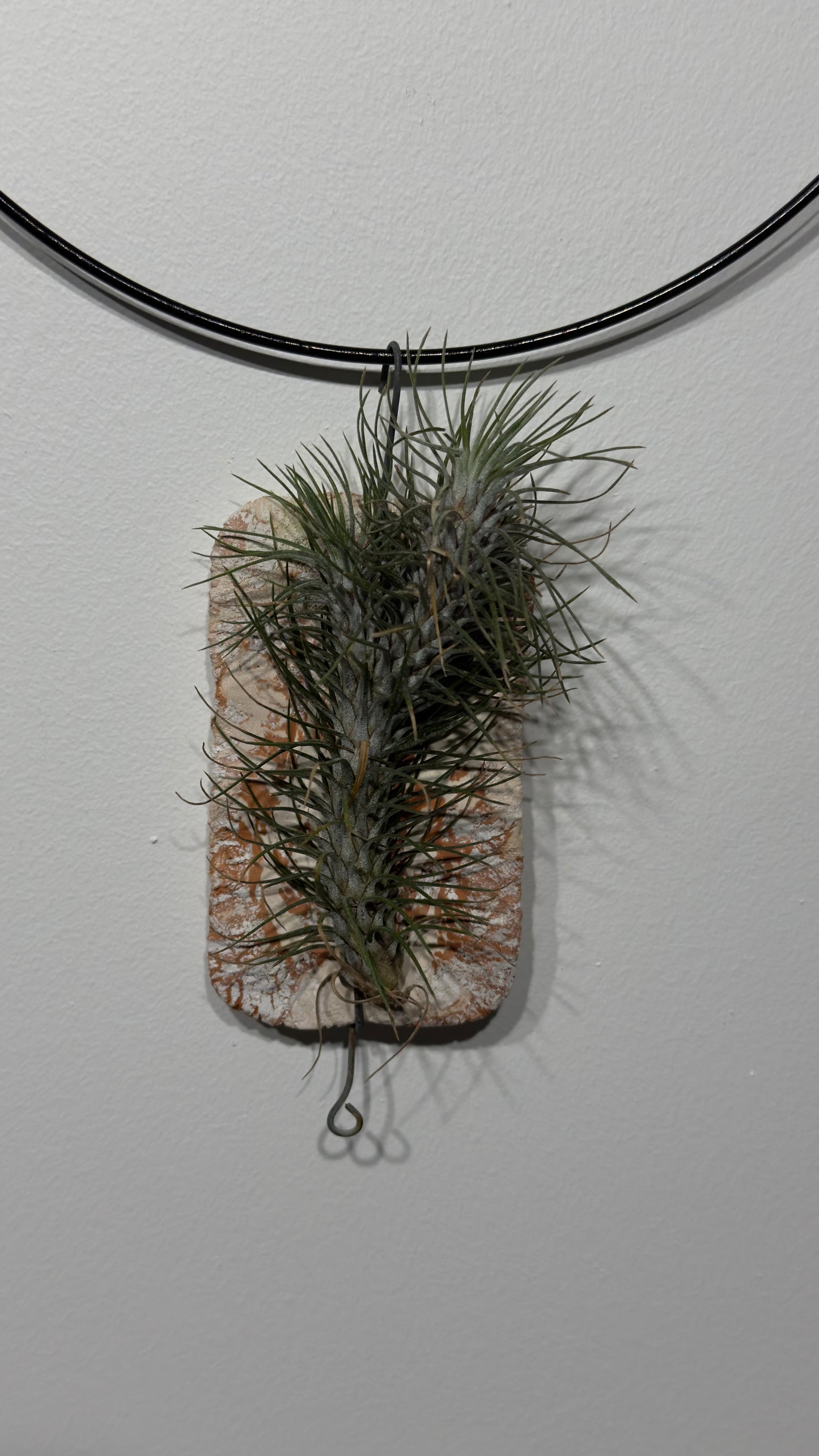 Gaisa augs Tillandsia Air plant 11