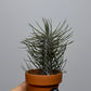 Air plant Tillandsia Air plant 2