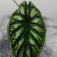 Alocasia Dragon Scale