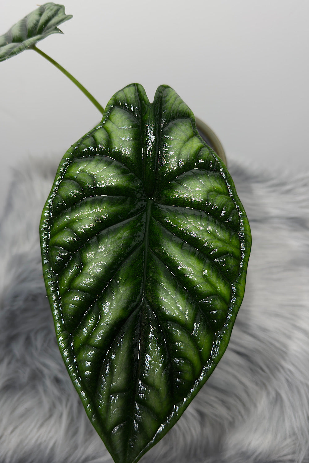 Alocasia Dragon Scale