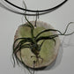 Air plant Tillandsia Air plant 9