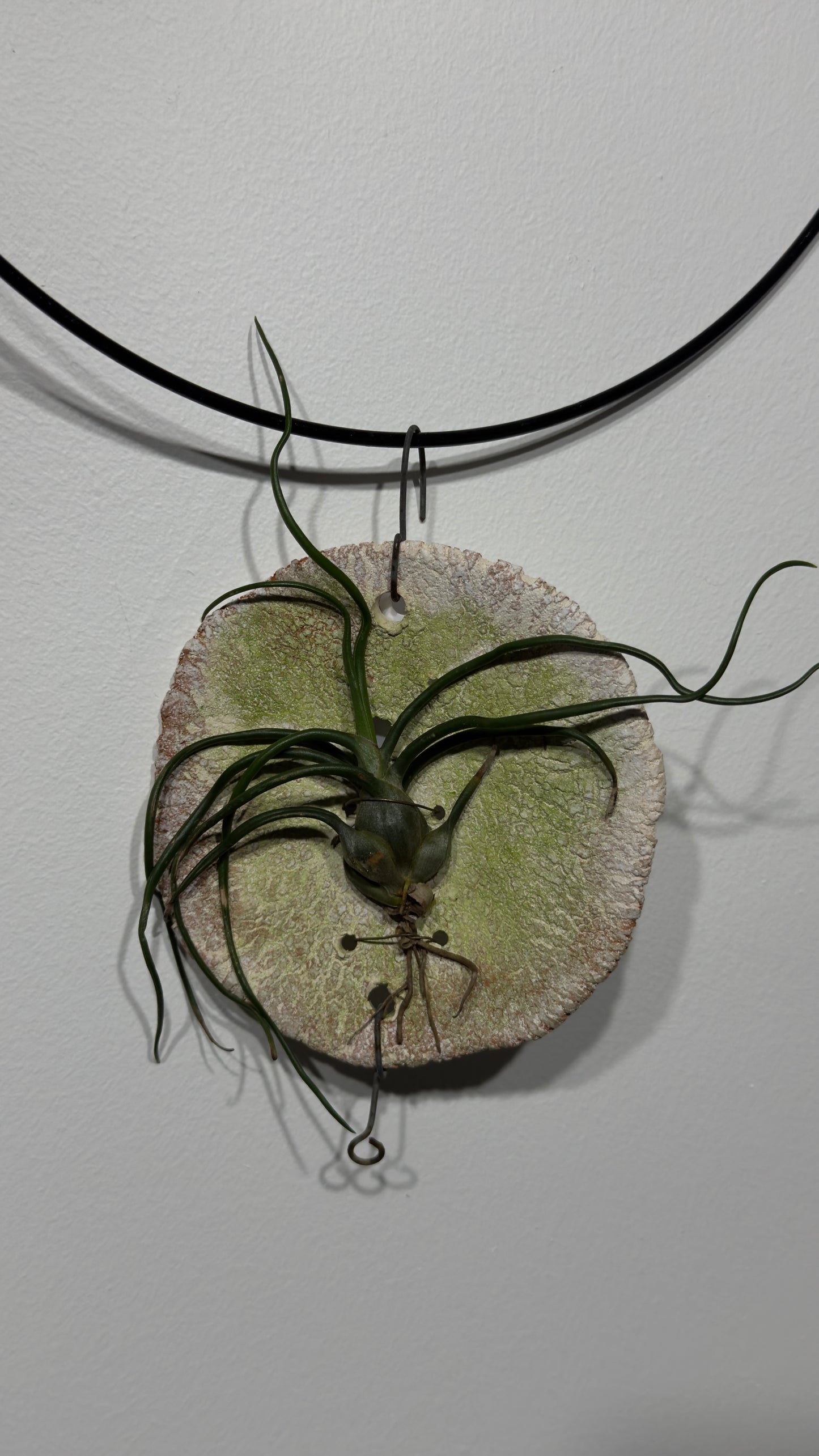 Air plant Tillandsia Air plant 9