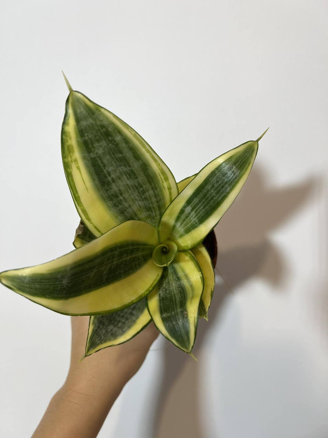 Sansevieria Golden Hahnii