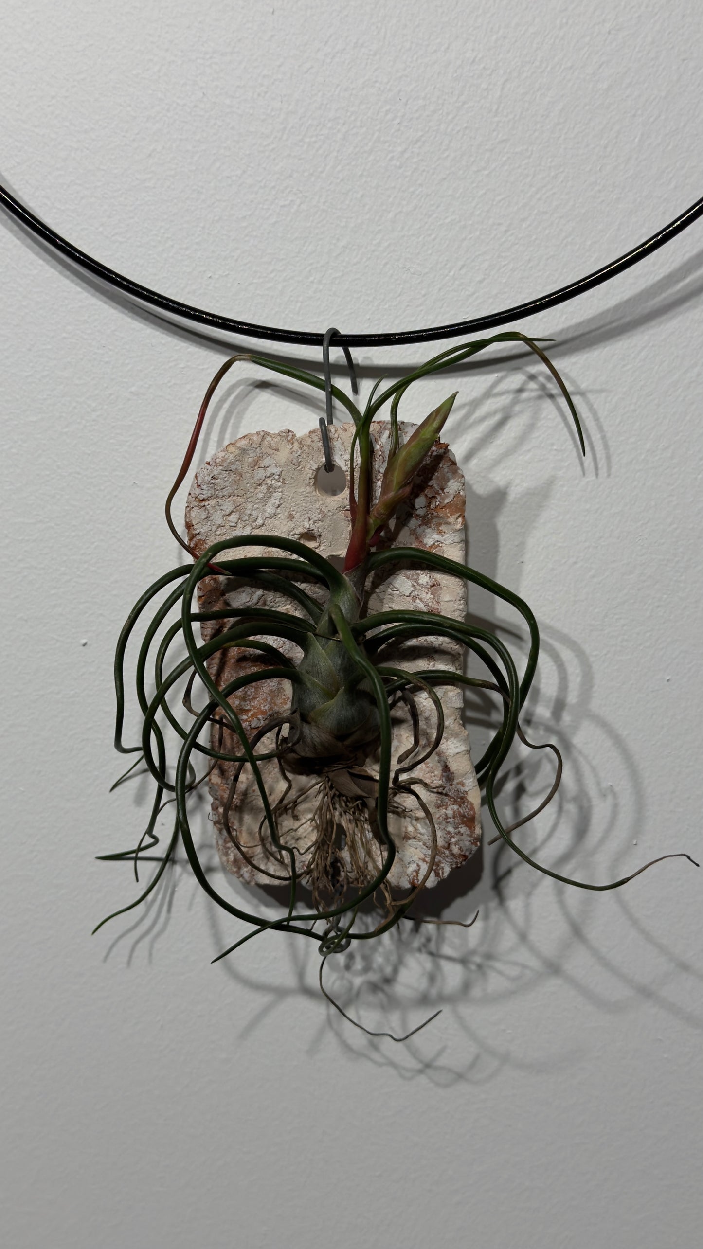 Air plant Tillandsia Air plant 4