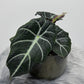 Alocasia 'Black Velvet'