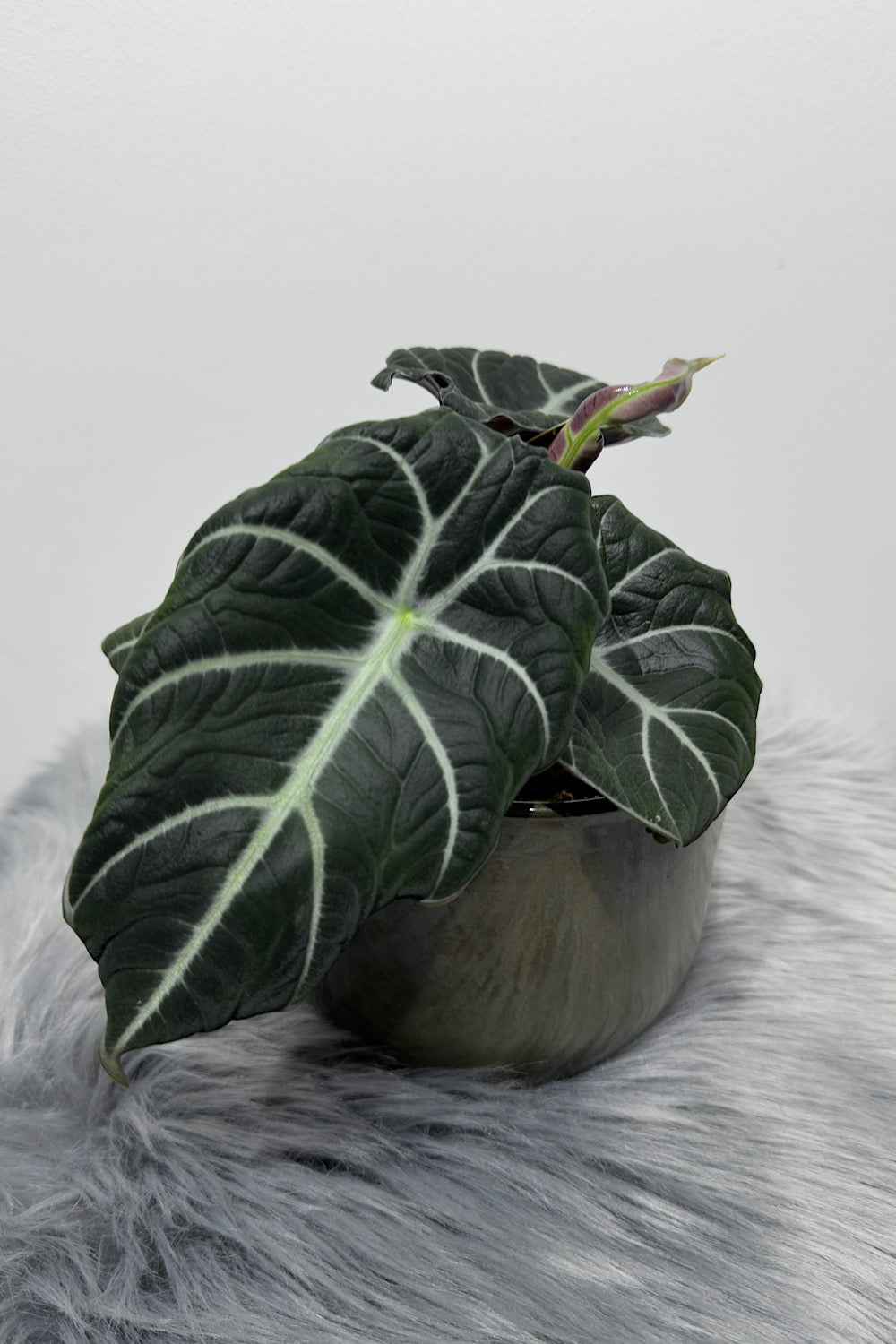 Alocasia 'Black Velvet'