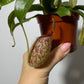 Му́шкера́й Nepenthes hookeriana