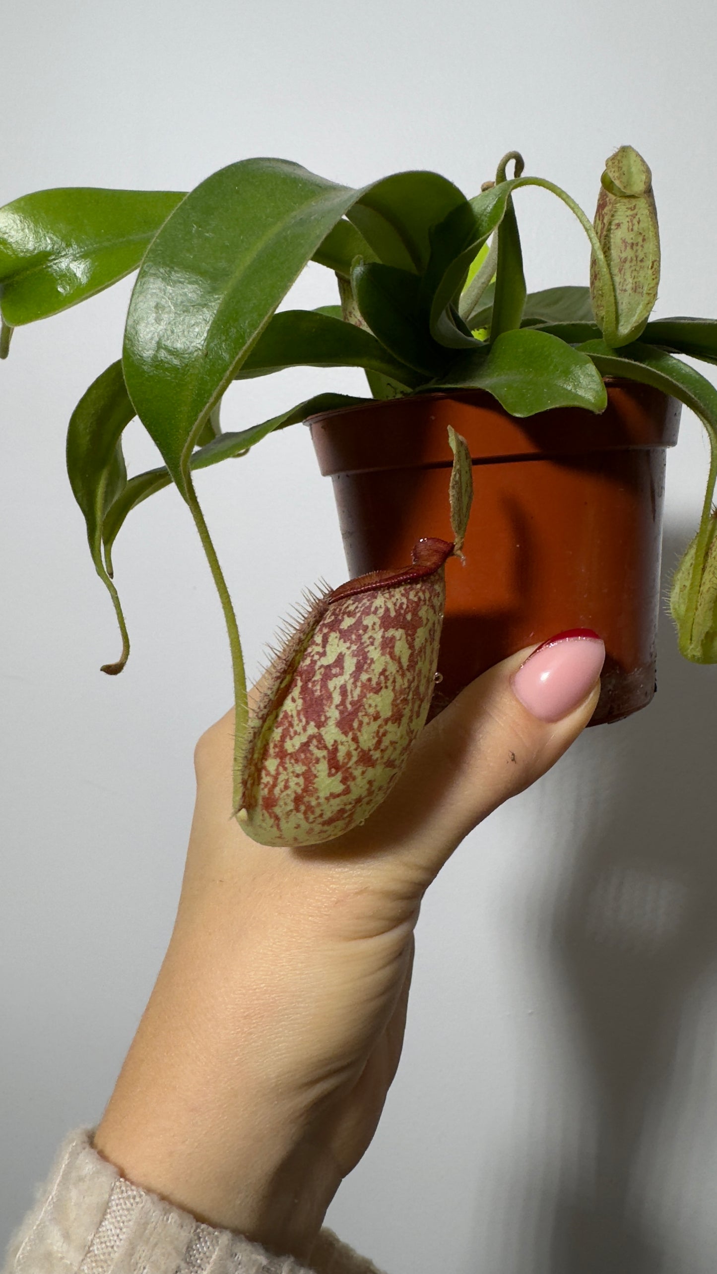 Му́шкера́й Nepenthes hookeriana