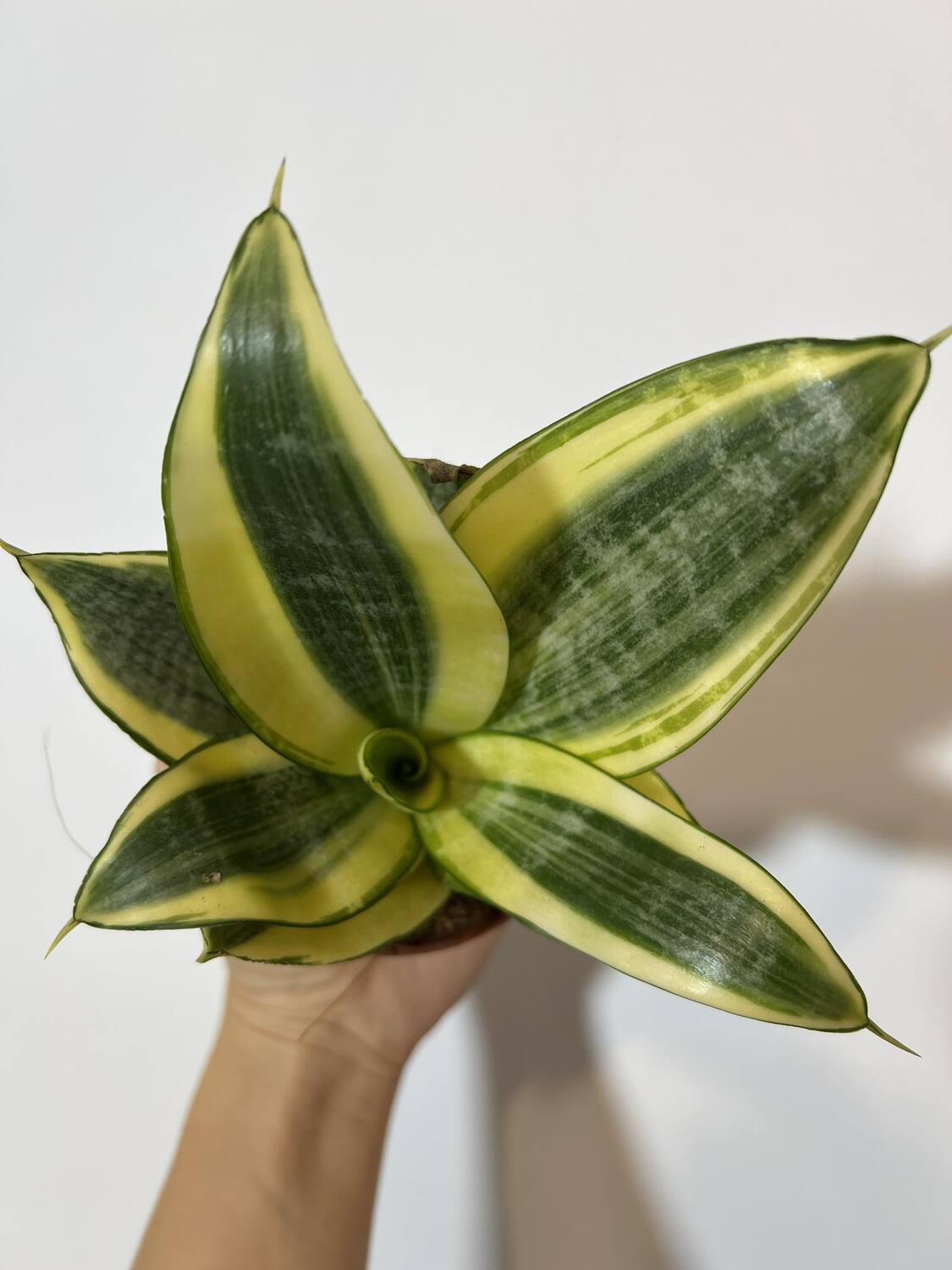 Sansevieria Golden Hahnii