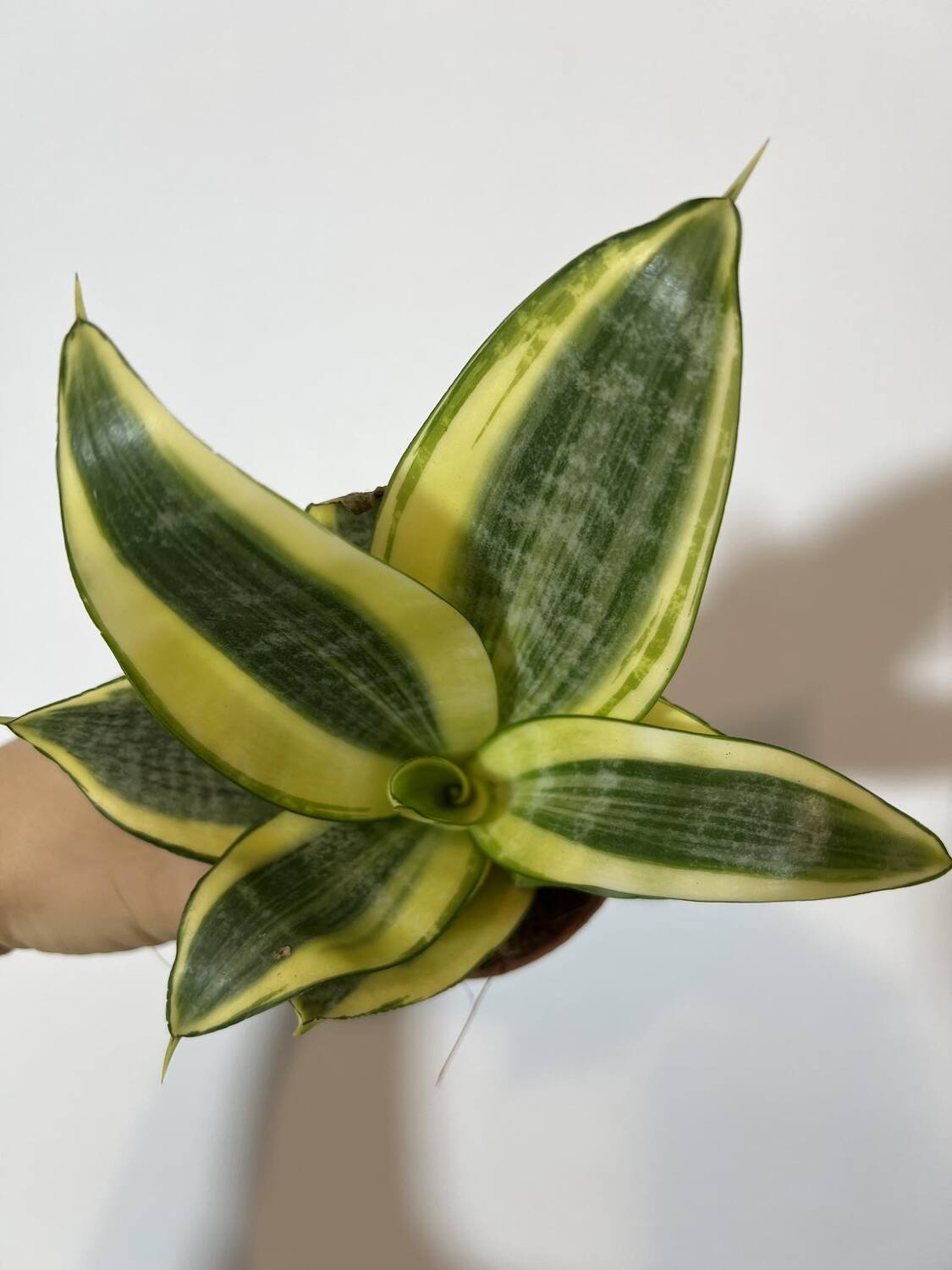 Sansevieria Golden Hahnii