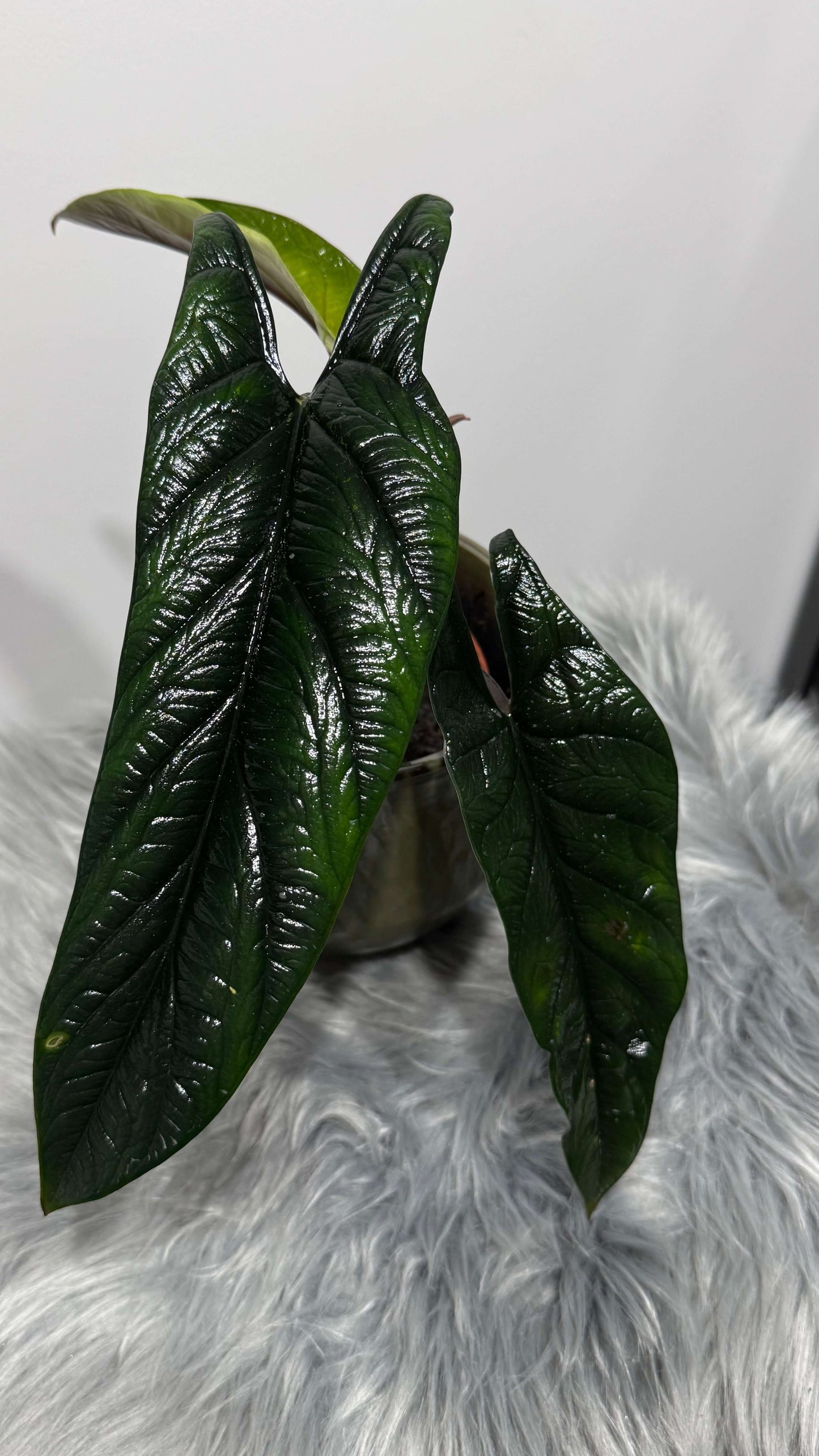 Alocasia Scalprum