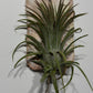 Air plant Tillandsia Air plant 6