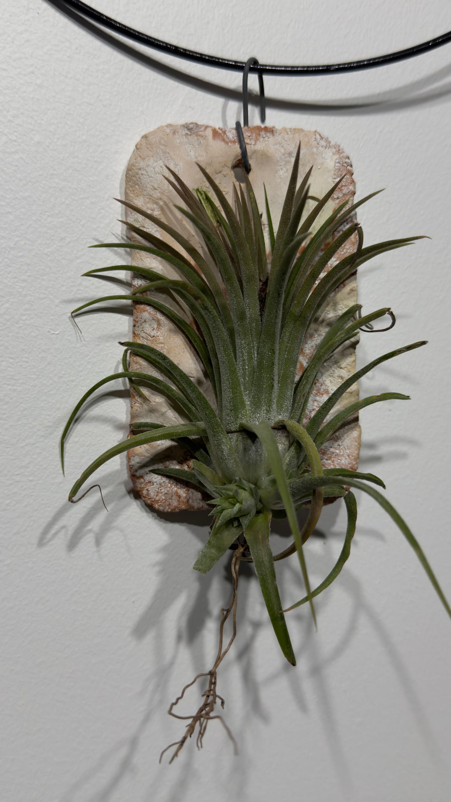 Air plant Tillandsia Air plant 6