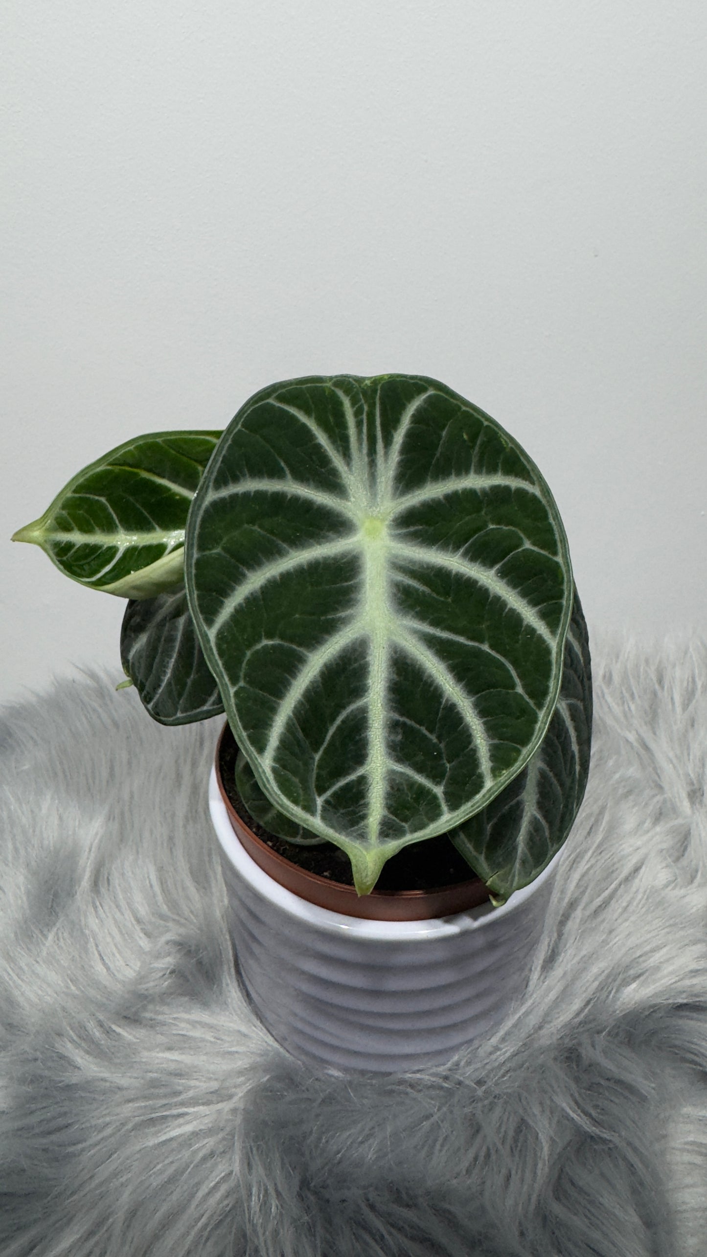 Alocasia Ninja