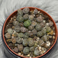 Lithops 4