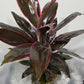 Cordyline 1