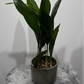 Aspidistra elatior Home Blessing