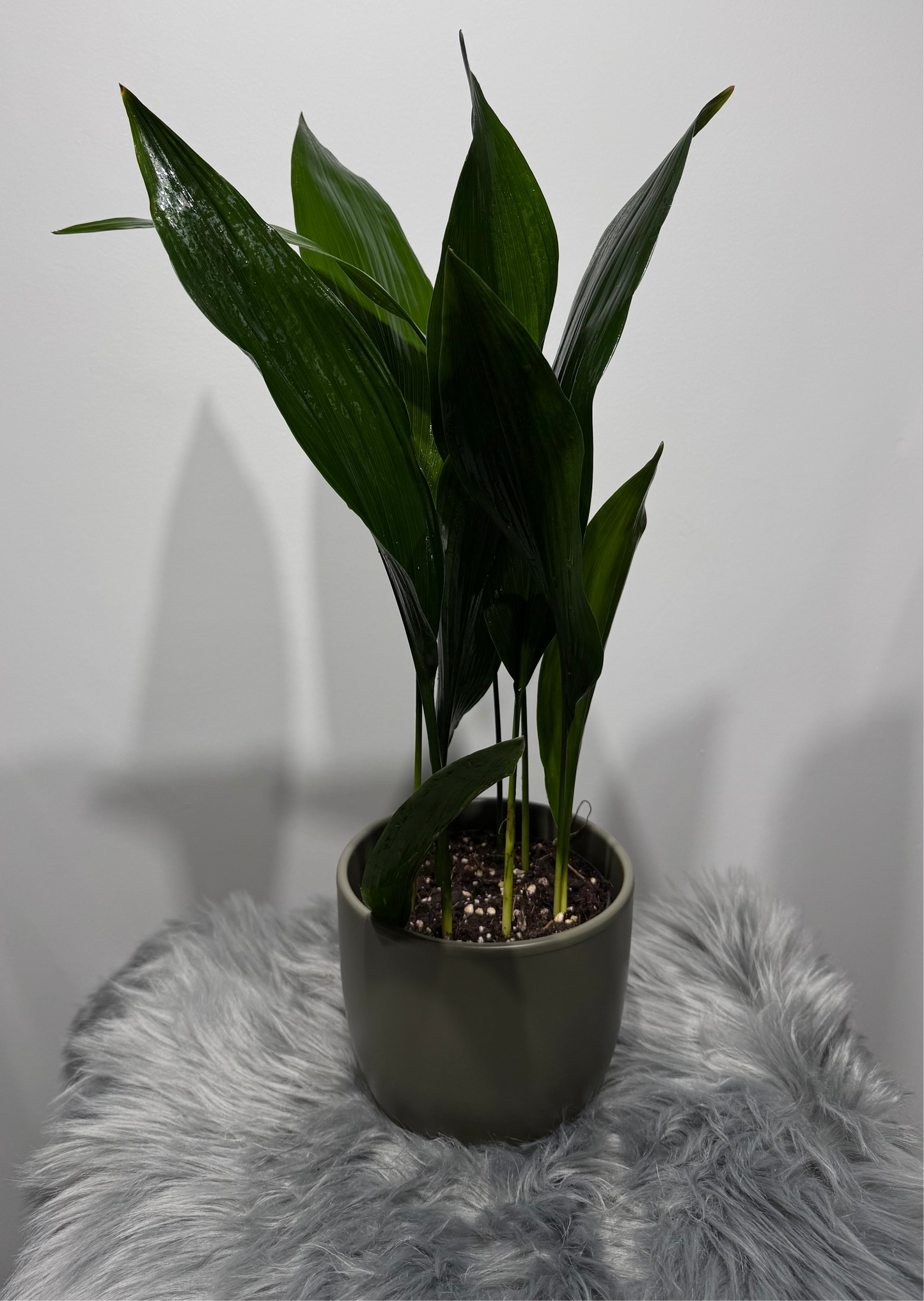 Aspidistra elatior Home Blessing