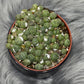 Lithops 3