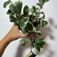 Ficus Triangularis Variegated