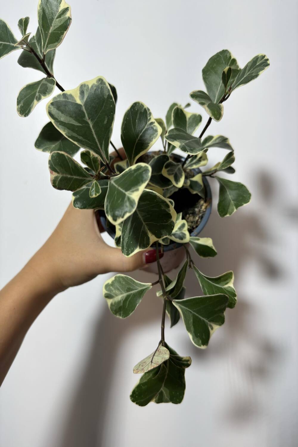 Ficus Triangularis Variegated