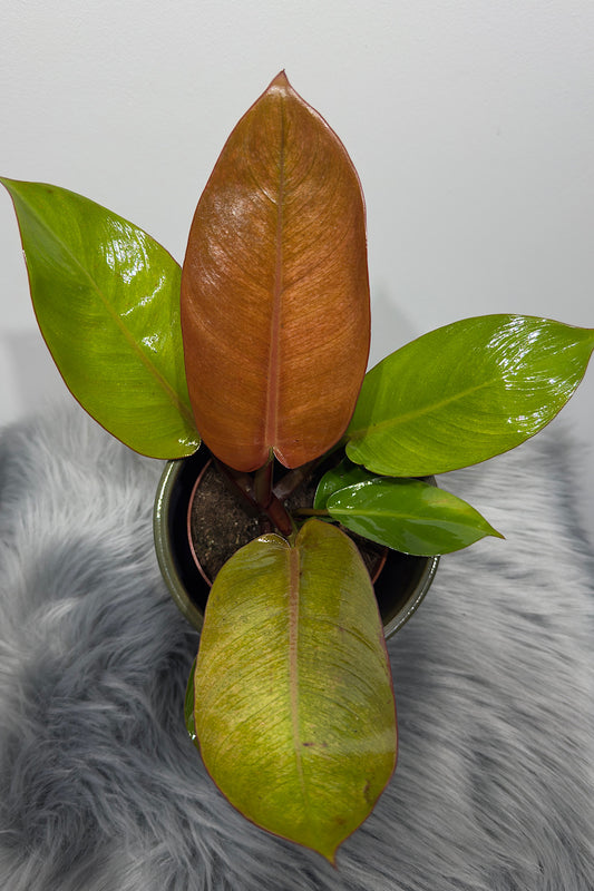 Philodendron Prince of Orange