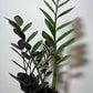 Zamioculcas Raven