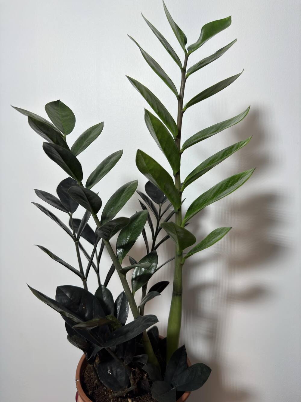 Zamioculcas Raven