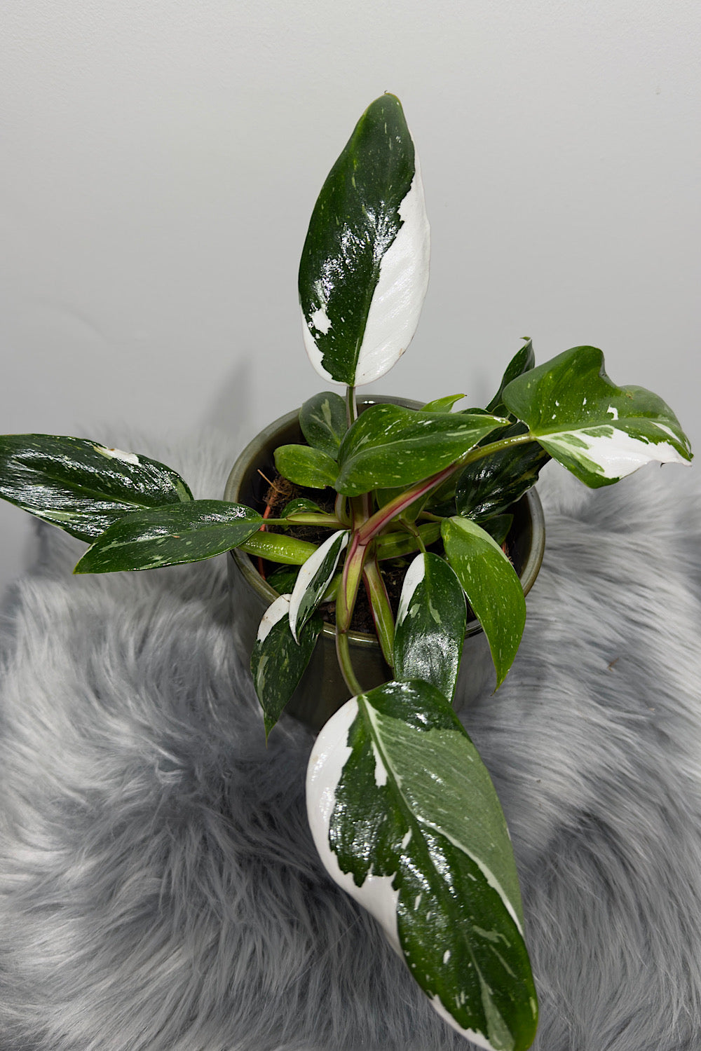 Philodendron 'White Princess'