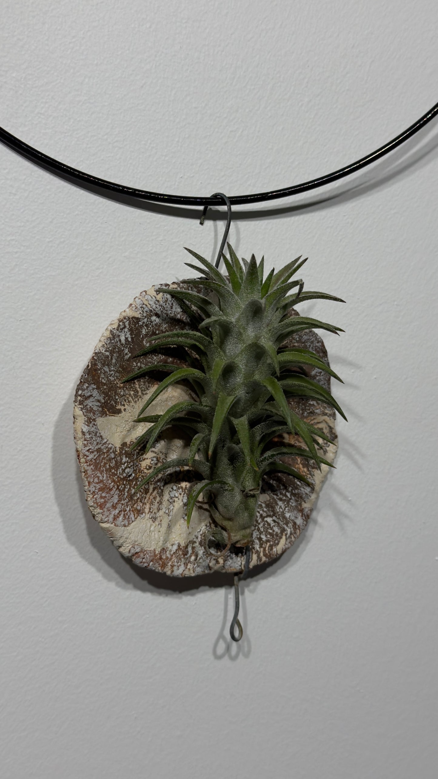 Oro gamykla Tillandsia Oro gamykla 5